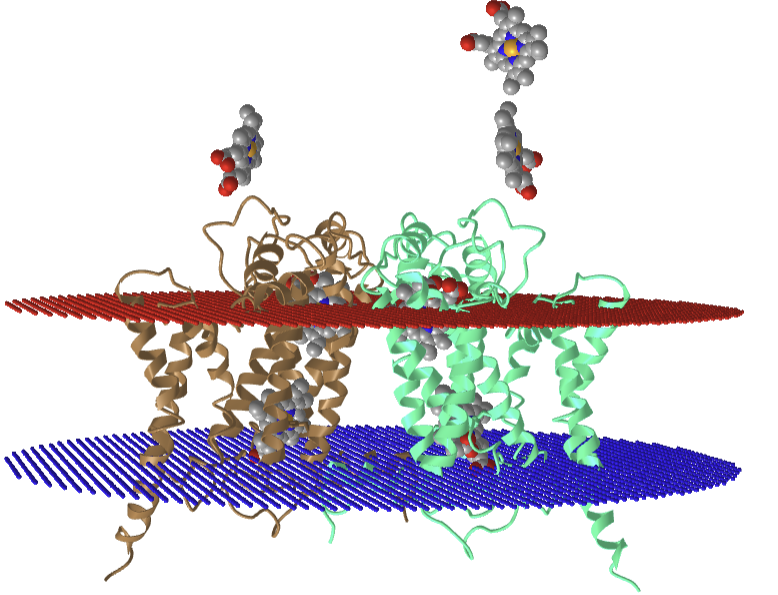 Cytochrome b subunits and all the hemes in the eukaryotic respiratory complex III (3CX5).png