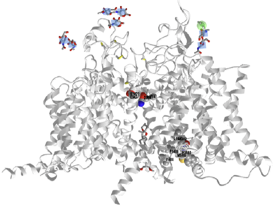 Human sodium channel Nav1.2-beta2-KIIIA ternary complex highlighting just the DEKA selectivity filter and the IFM and its receptor inactivation  gate F1651, L1660 and N1662 (6J8E).png