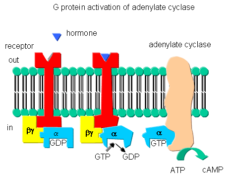 Gproteincyclase.gif