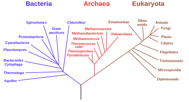 File:Phylogenetic tree.svg