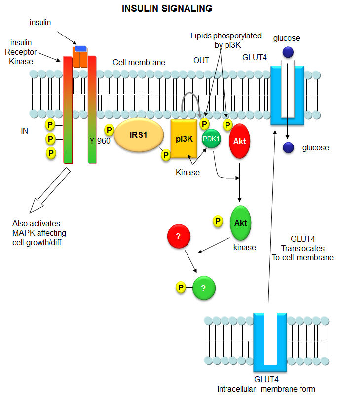 C9 Insulin Signaling PI3K And Akt Protein Kinase B Biology   Insulinsignaling 