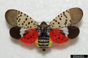 An insect pinned for entomological research with brown, spotted forewings and hindwings that are red with black spots. Abdomen is yellow on each side with black striped portion down the center.
