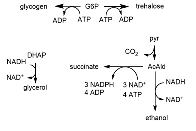 branches_glycolysis.gif