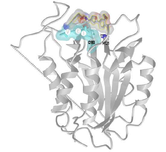 Uncompetitive inhibitor of the cysteine protease caspase-6 (4HVA).png
