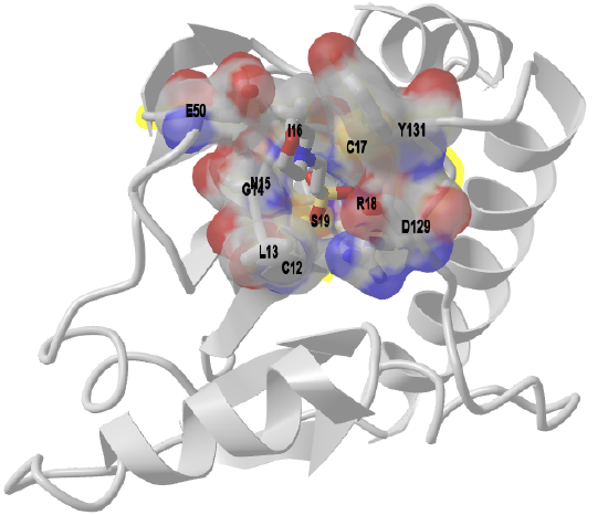 human low molecular weight phosphotyrosyl phosphatase bound to a competitive inhibitor (5PNT).png