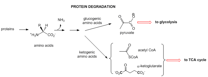 A. MP1: An Overview of Metabolic Pathways - Catabolism - Biology LibreTexts