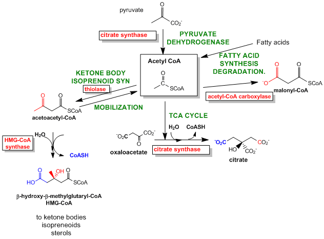 metabolismWP_CommIntermAcetylCoA.gif
