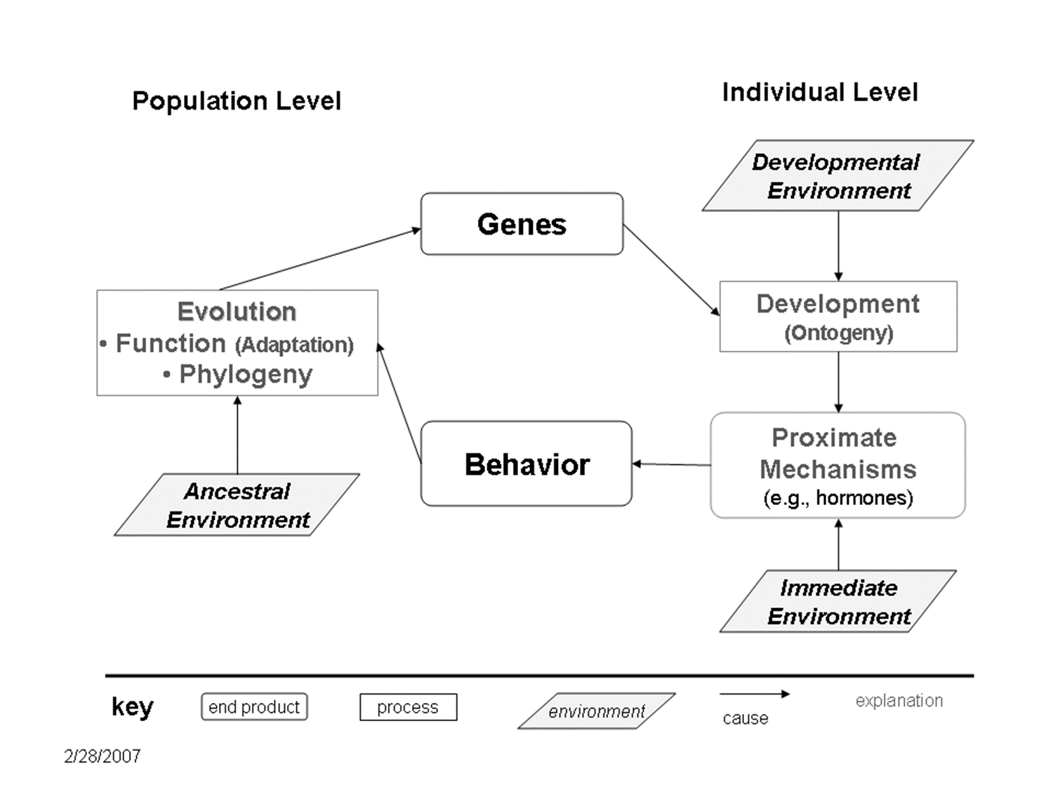 At an individual level, the developmental environment impacts development/ontogeny. The ontogeny and immediate environment impact proximate mechanisms, which impacts behavior. Behavior and the ancestral environment impact evolution (ie function and phylogeny). Evolution impacts genes, which impacts ontogeny.