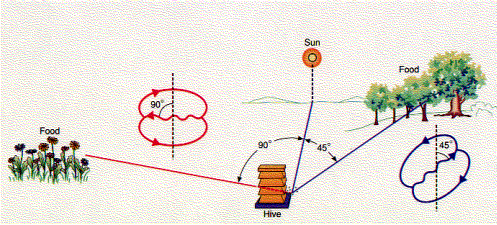 Diagram demonstrating bee navigation: bees fly from hive to flowers and trees, using the sun for direction. Red and blue paths with arrows indicate different routes.