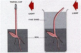 The coleoptile with the tip covered grows vertically, but the coleoptile with the tip exposed bends towards the light.