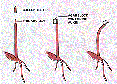 The Avena test shows that an agar block containing auxin can induce bending when placed on one side of a decapitated coleoptile.