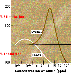 Graph of the effect of auxin concentration on growth. High auxin concentrations stimulate elongation in stems but inhibit it in roots.
