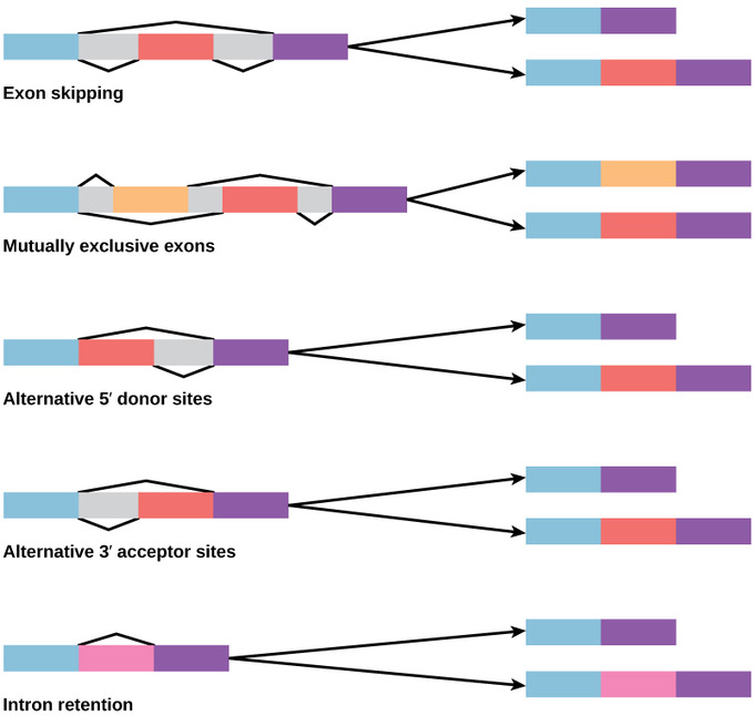 Alternative Rna Splicing