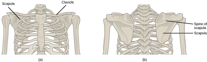 File:Pectoral girdle front diagram gl.svg - Wikimedia Commons