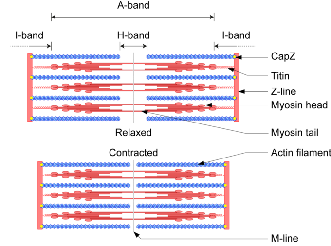 This diagram describes the sliding filament model of contraction. Terms include A-band, I-band, H-band, CapZ, titin, Z-line, myocin head, myocin tail, actin filament, relaxed, contracted, and M-line.