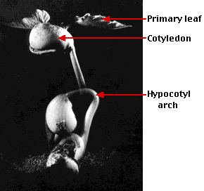 альт