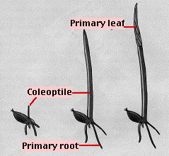 Oat seed at three stages of early germination with the coleoptile, primary leaf, and primary root labeled