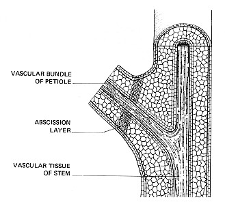 Longitudinal section of a stem and petiole, illustrating the abscission layer.
