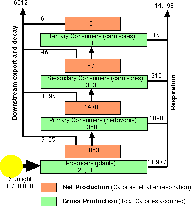 Flowchart of energy from primary production (920,100), detailing consumption through primary consumers (herbivores, 109,900), secondary consumers (carnivores, 14,780), and tertiary consumers (carnivores, 21).