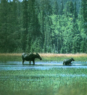 Two moose, an adult and a calf, wade through shallow water in a grassy wetland with dense forest in the background. The scene is tranquil and natural.