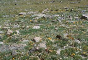 A rocky landscape with scattered boulders and patches of green grass and yellow wildflowers. The terrain is uneven and rugged, indicative of a high-altitude or arid environment.