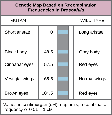 Genetic linkage & mapping (article)