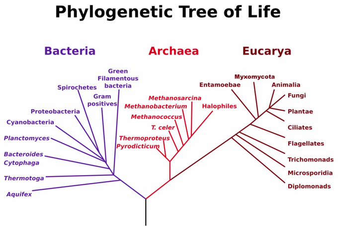 800px Phylogenetictree ?revision=1