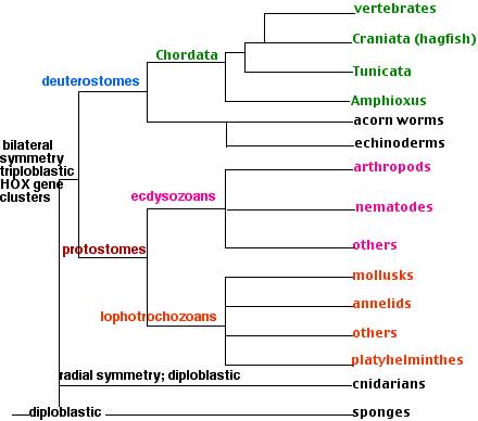Larvae Evolution Chart