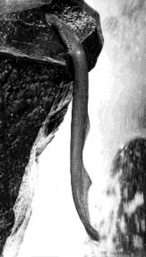 A black and white image of a waterfall with a long, narrow rock formation curving outward.