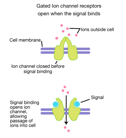 8 2 Ligand Gated Ion Channel Receptors Biology Libretexts