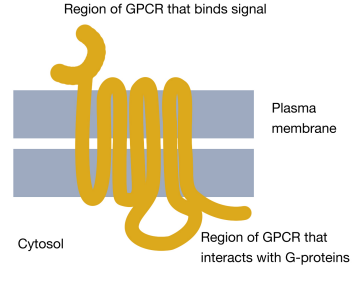 8 4 G Protein Coupled Receptors Gpcrs Biology Libretexts