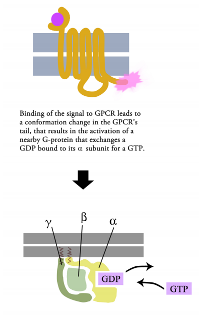 simple g protein coupled receptors