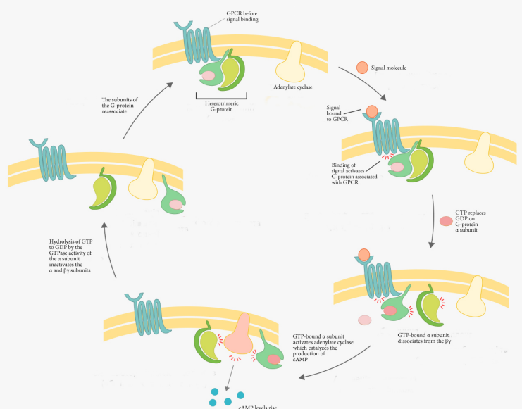 8.4: G-protein Coupled Receptors (GPCRs) - Biology LibreTexts