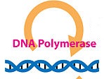 7: Mutation and Repair of DNA