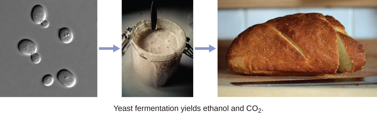 The figure on the left shows oval cells with smaller oval cells budding from the larger cells. An arrow points to a mason jar containing a creamy textured thick liquid. Another arrow points to a loaf of bread.