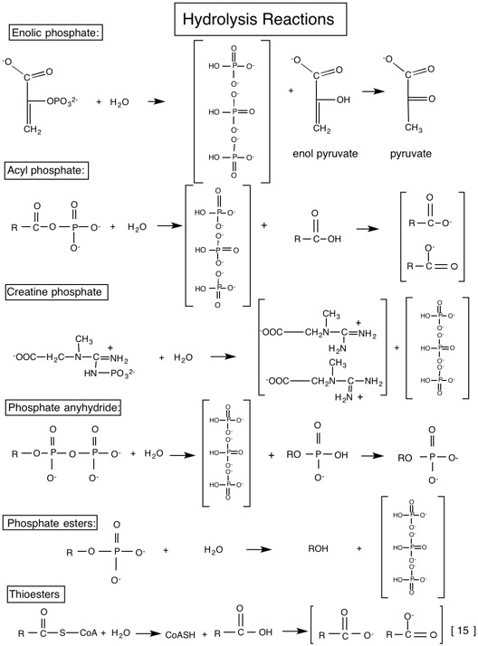 15 Hydrolysis reactions.jpg