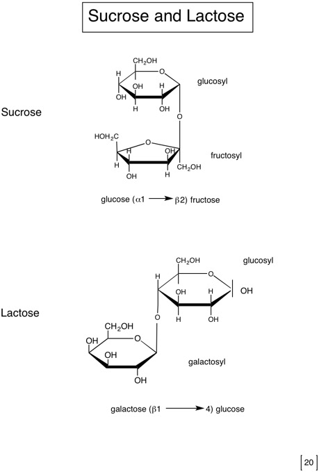 20Sucrose and Lactose structure.jpg