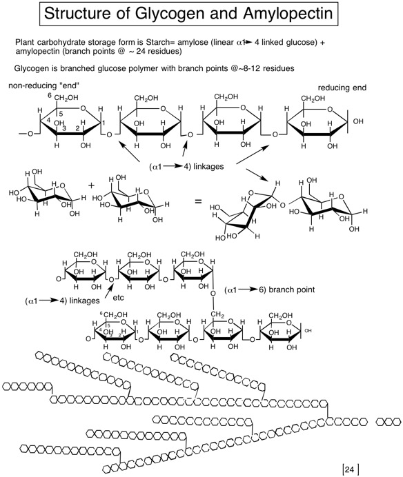 24 structure of GlycogenStarch.jpg