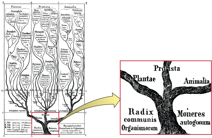 A drawing of a tree. The base of the tree reads: Radix Monera. This branches into three branches labeled Plantae, Protista, and Animalia. Each of these branches branch further; each new branch Is labeled in small text and clusters of branches are identified. For example, clusters of branches in the protista include: Diatomase, flagellate, protoplasta, and spongae.