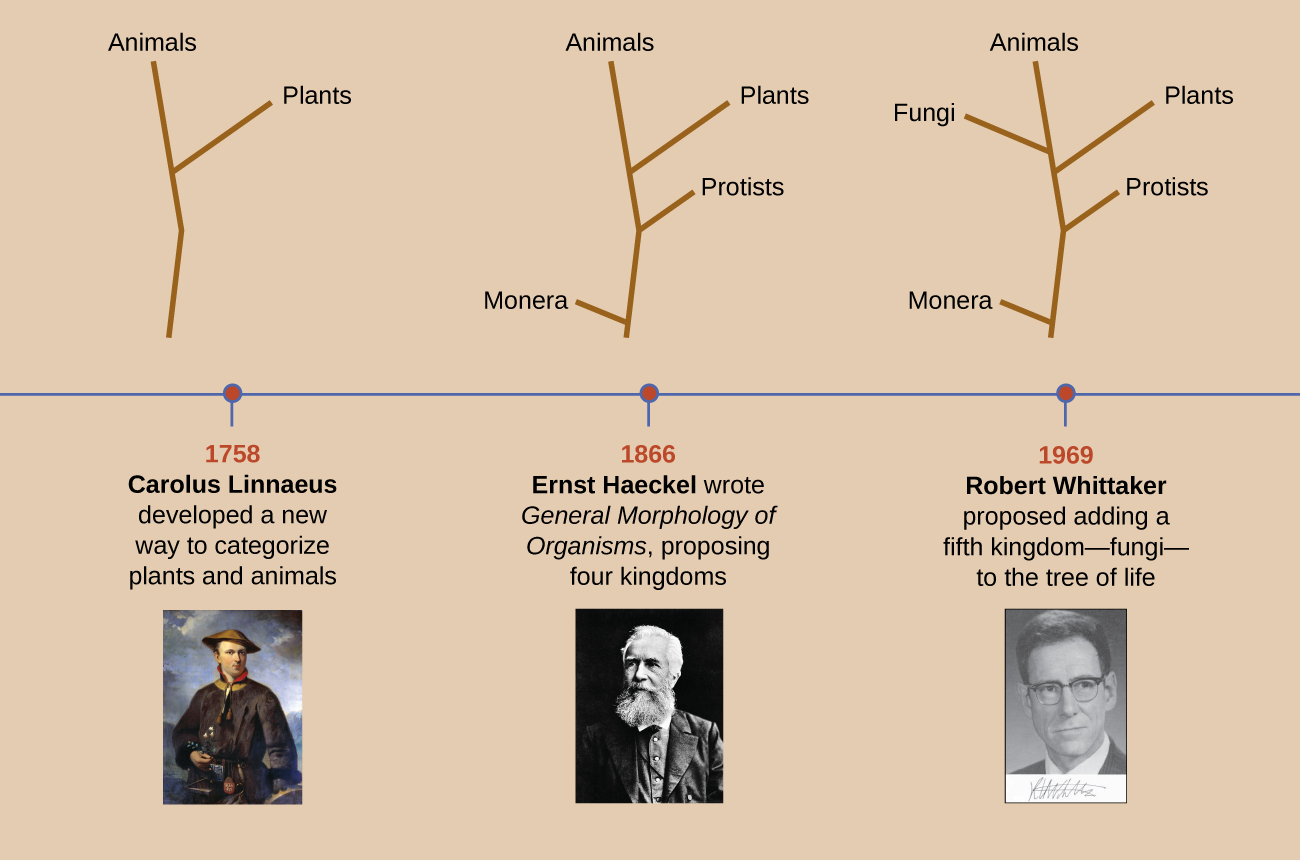 This timeline begins with Carolus Linnaeus who developed a new way to categorize plants and animals in 1758. The image above Linnaeus shows a forked line with one branch labeled plants and the other labeled animals. In 1866, Ernst Haeckel wrote General Morphology of Organisms, proposing four kingdoms. The image above Haeckel shows a central line with Monera branching off the bottom, protists branching off next, then plants and finally animals. In 1969 Robert Whittaker proposed adding a fifth kingdom – fungi – to the tree of life. The image above Whittaker is the same as the one above Haeckel but includes an additional branch labeled fungi between plants and animals.
