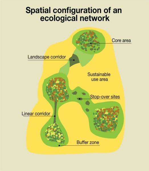 an ecological network
