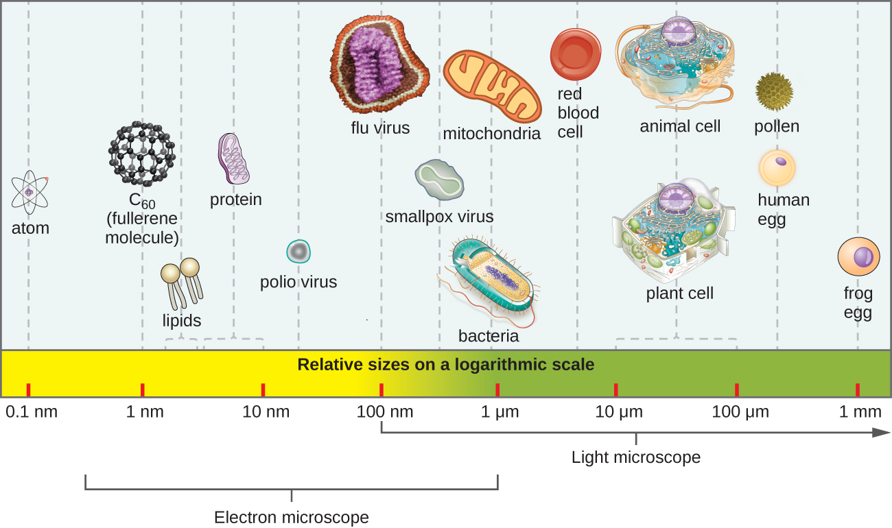 A bar along the bottom indicates size of various objects. At the far right is a from egg at approximately 1 mm. To the left are a human egg and a pollen grain at approximately 0.1 mm. Next are a standard plant and animal cell which range from 10 – 100 µm. Next is a red blood cell at just under 10 µm. Next are a mitochondrion and bacterial cell at approximately 1 µm. Next is a smallpox virus at approximately 500 nm. Next is a flu virus at approximately 100 nm. Next is a polio virus at approximately 50 nm. Next are proteins which range from 5-10 nm. Next are lipids which range from 2-5 nm. Next is C60 (fullerene molecule) which is approximately 1 nm. Finally, atoms are approximately 0.1 nm. Light microscopes can be used to view items larger than 100 nm (the size of a flu virus). Electron microscopes are useful for materials from 1.5 nm (larger than an atom) to 1 µm (the size of many bacteria).