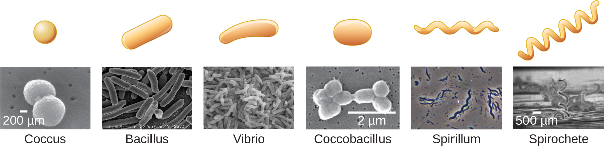 Each shape designation includes a drawing and a micrograph. Coccus is a spherical shape. Bacillus is a rod shape. Vibrio is the shape of a comma. Coccobacillus is an elongated oval. Spirillum is a rigid spiral. Spirochete is a flexible spiral.