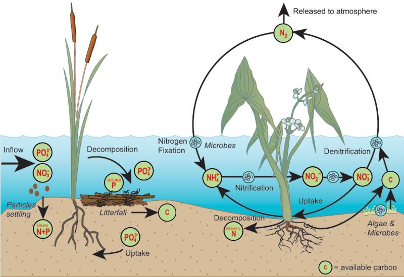 A diagram of the phosphorus cycle zoomed in on a few marine plants shows the transference of the phosphorus through the cycle.