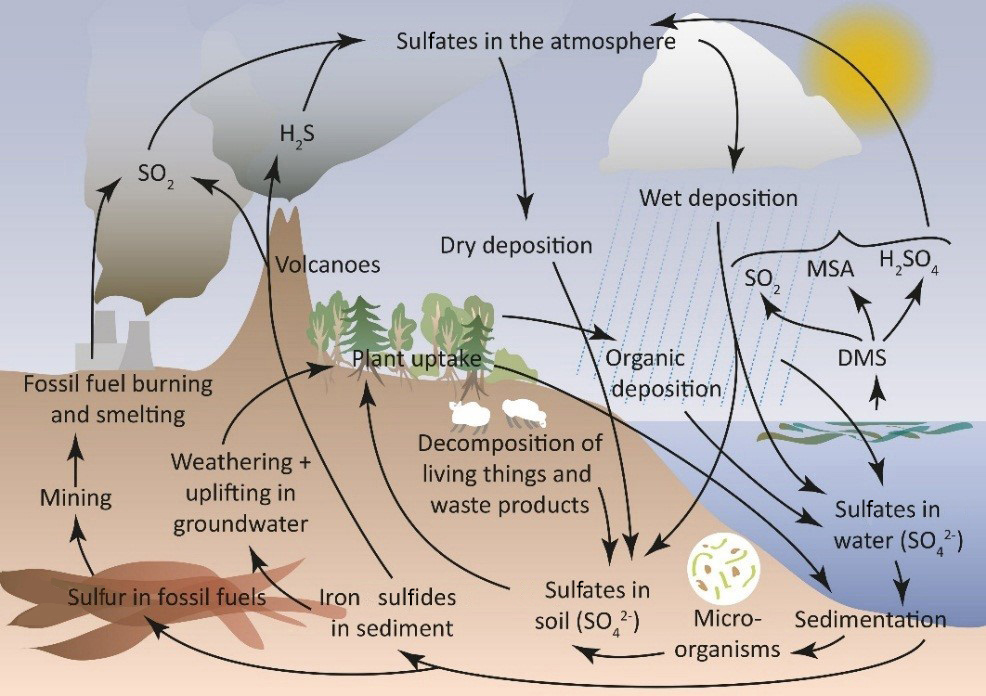 A diagram of the sulfur cycle focused on sulfuric movement shows the transference of sulfur through the atmosphere, geosphere, biosphere, and hydrosphere.