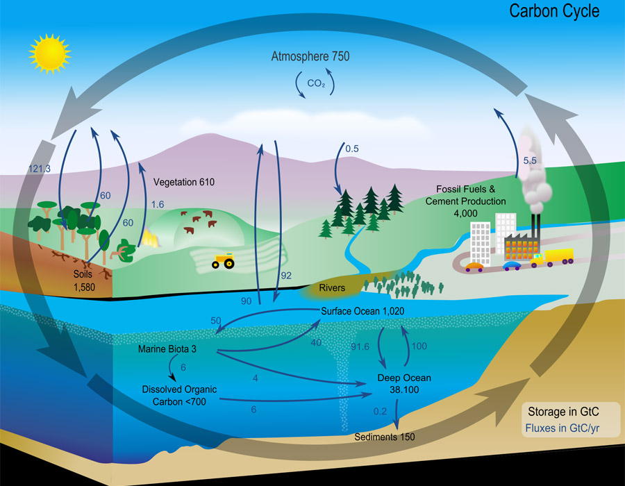A diagram of the carbon cycle shows the carbon traveling from the atmosphere to the land to the ocean and back again.