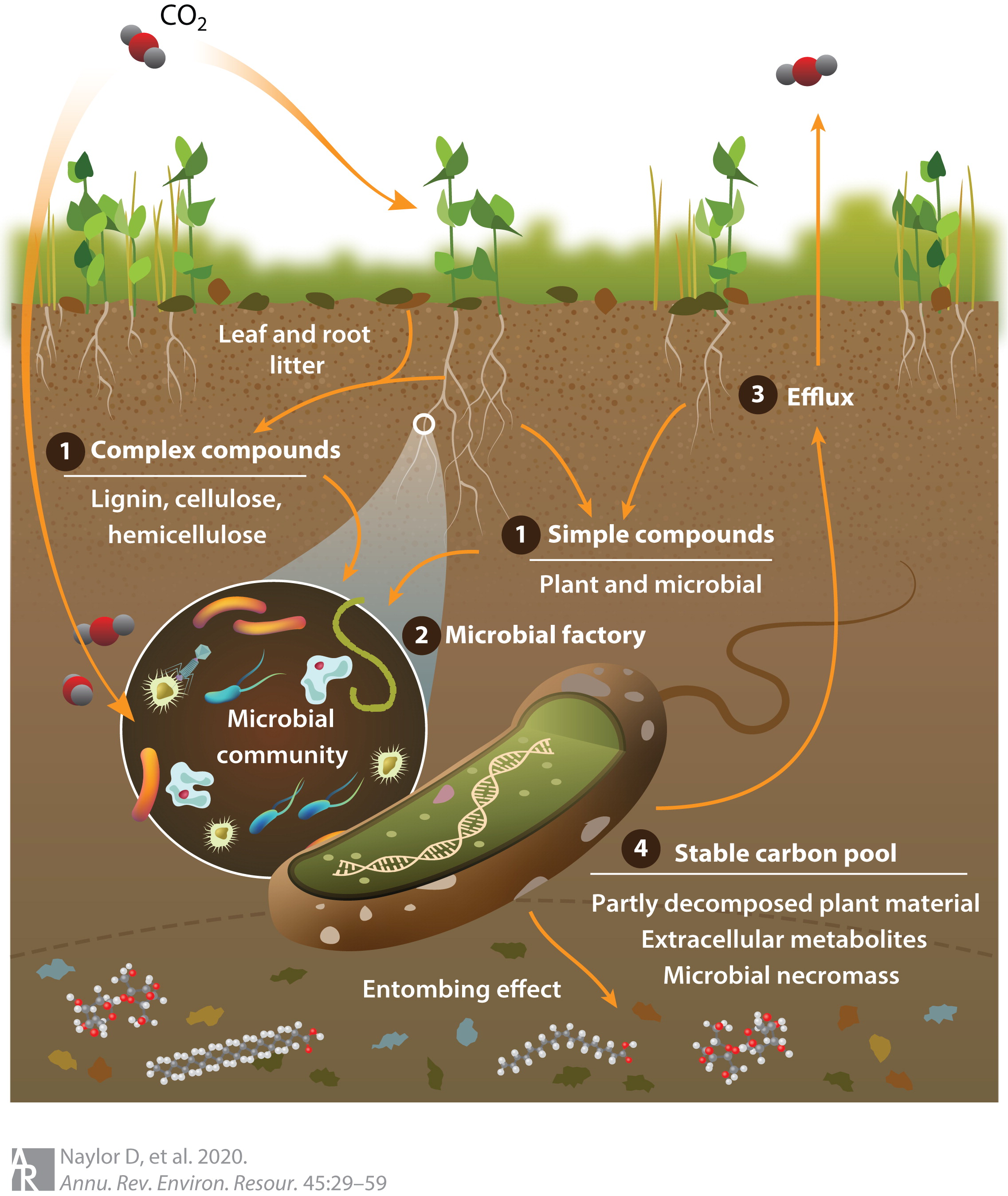 Soil_carbon_cycle_through_the_microbial_loop.jpg