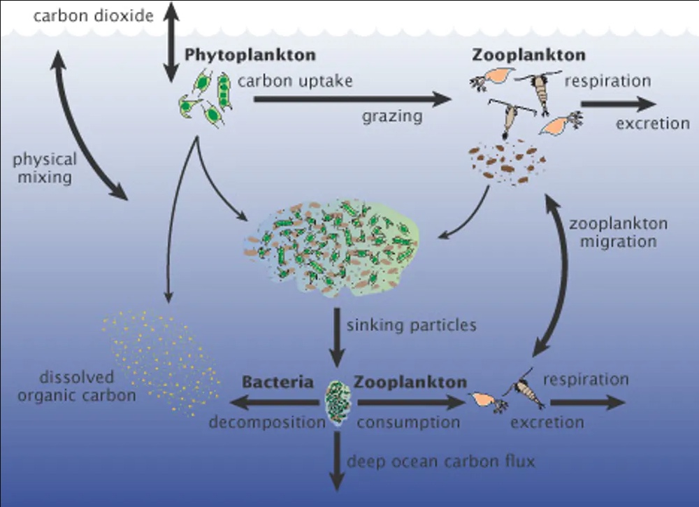 A diagram of the marine carbon cycle shows the intake of atmospheric carbon dioxide by phytoplankton or physical mixing, resulting in travel through the food change until respiration or excretion, finally ending up in the deep ocean carbon flux.