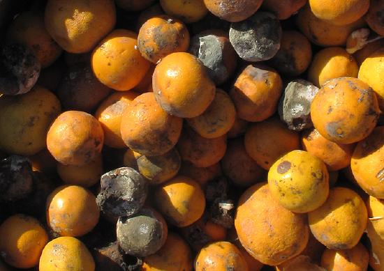 A photograph of a box of moldy oranges.