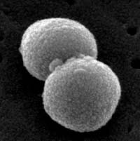 A scanning electron micrograph of a <i>Streptococcus pneumoniae</i>, a diplococcus.